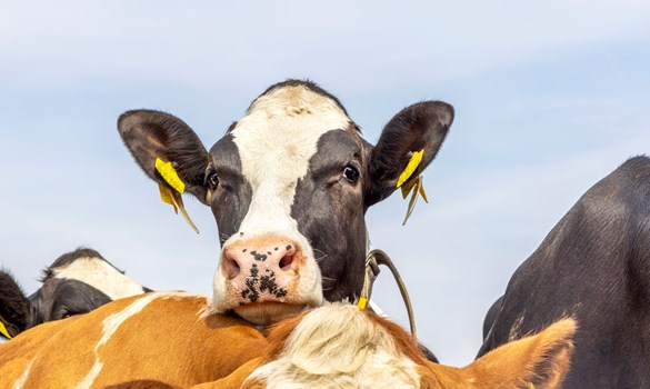 Close up image of black and white cow looking over top of brown and white cow